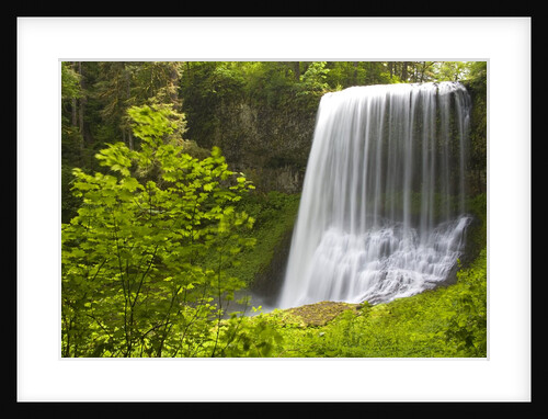 Middle North Falls and Foliage by Anonymous