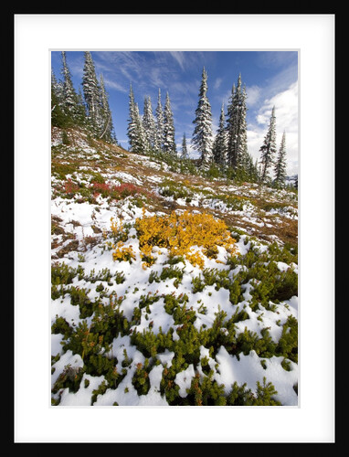 Snowy Hill at Mount Rainier National Park by Anonymous