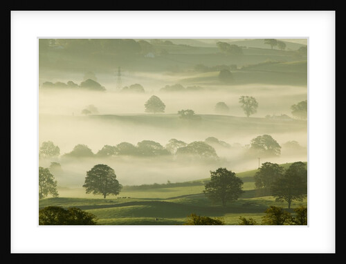 Foggy Grassland by Anonymous