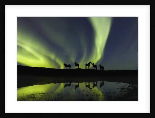 Horses under the Aurora Borealis by Anonymous