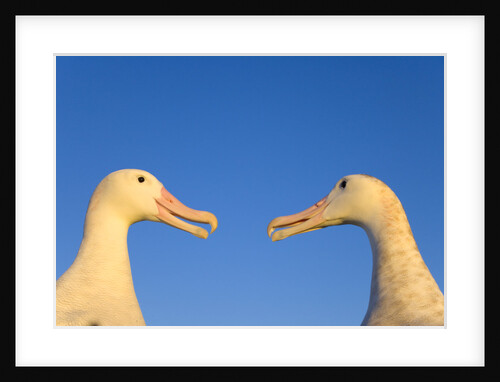 Wandering Albatrosses Courting by Anonymous