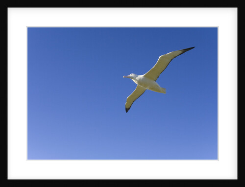 Wandering Albatross in Flight by Anonymous