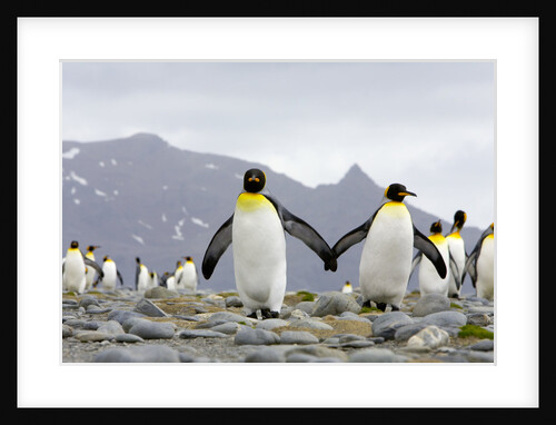 King Penguins Walking on Rocky Beach by Anonymous