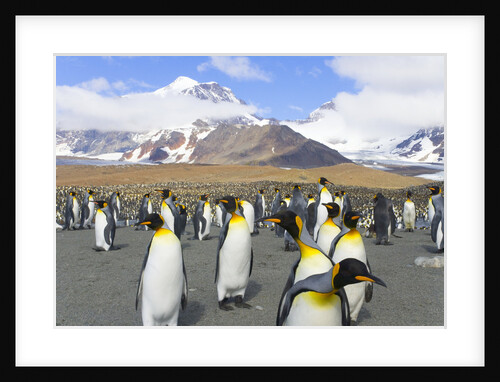 King penguins in coastal rookery along river, South Georgia Island by Anonymous