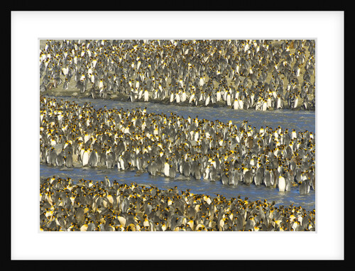 King Penguins in Coastal Rookery by Anonymous