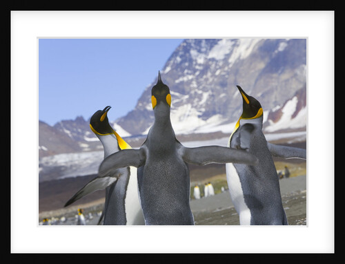 King Penguins Interacting by Anonymous