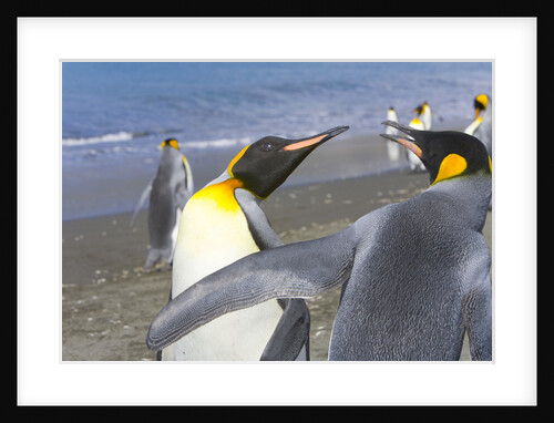 King Penguins Fighting by Anonymous