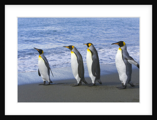 King Penguins Waking Together on Beach by Anonymous