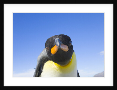 King Penguin by Anonymous