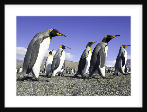 King Penguins on Beach by Anonymous