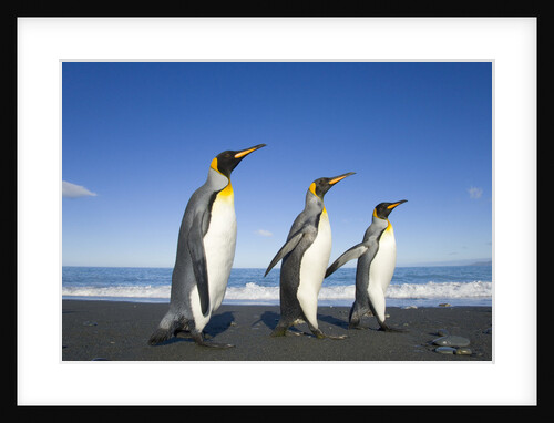 King Penguins Walking on Beach by Anonymous