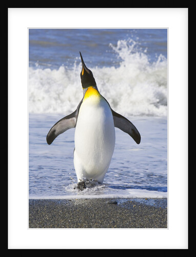 King Penguin Walking Out of Sea by Anonymous