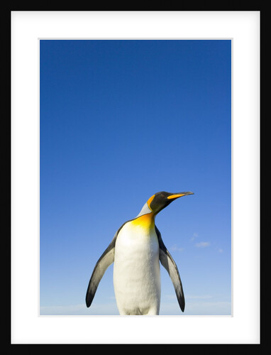 King Penguin Alert and Watchful by Anonymous