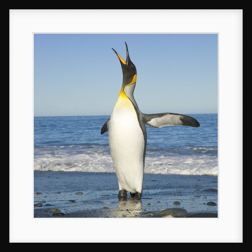 King Penguin Coming Out of Sea by Anonymous