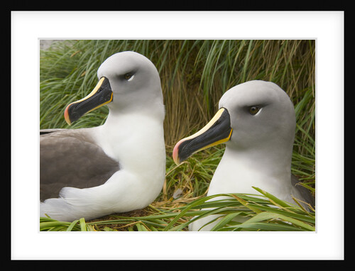Pair of Mated Grey-Headed Albatross Adults by Anonymous