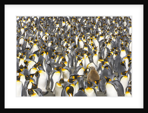 Big Molting Chick in King Penguin Rookery by Anonymous