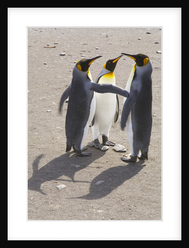 King Penguins Interacting on Beach by Anonymous