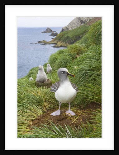 Grey-Headed Albatross with Chicks by Anonymous