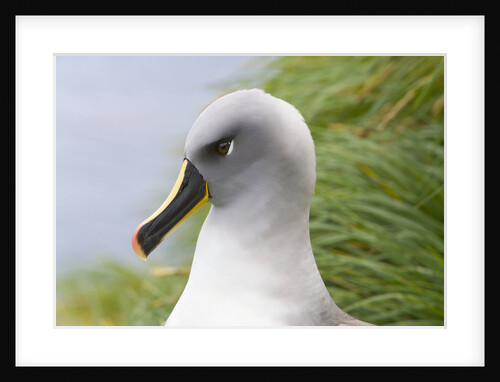 Grey-Headed Albatross by Anonymous