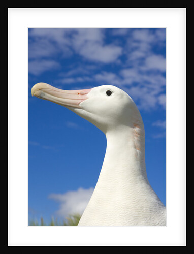 Wandering Albatross by Anonymous