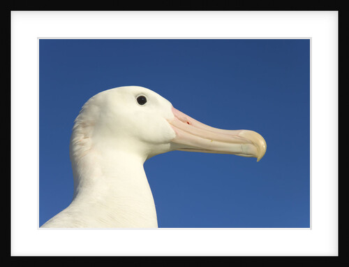 Wandering Albatross by Anonymous