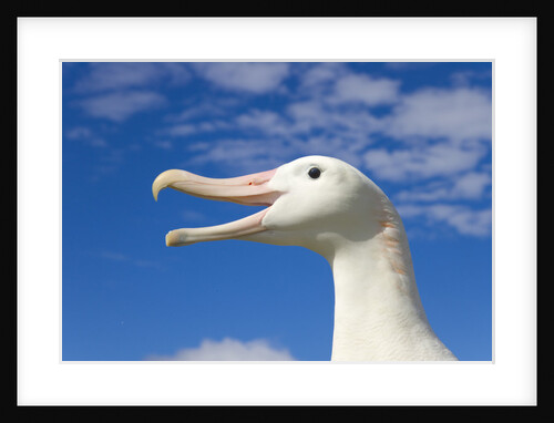 Wandering Albatross by Anonymous