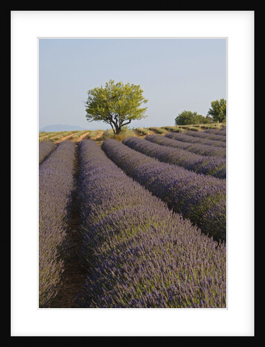 Lavender Field in Provence by Anonymous