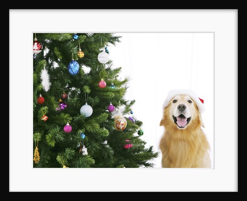 Golden Retriever by Christmas Tree