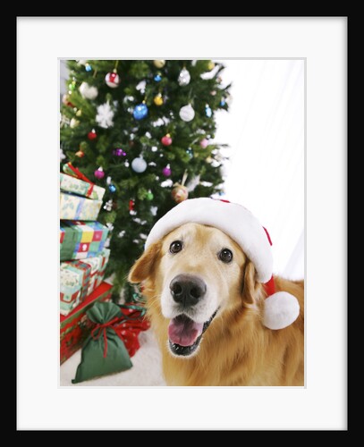 Golden Retriever with Santa Hat by Christmas Tree