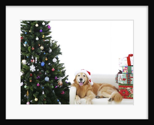 Golden Retriever by Christmas Tree