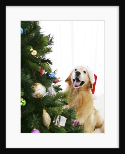 Golden Retriever by Christmas Tree