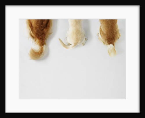 Dogs Wagging Tails by Anonymous