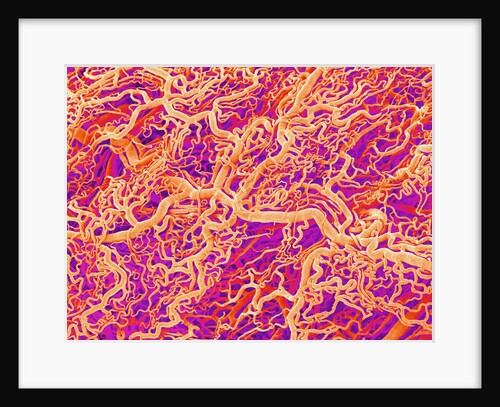 Blood Vessel Cast of Connective Tissue of a Rat by Anonymous