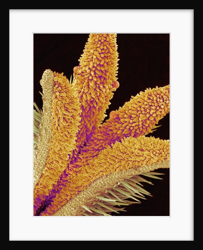 Pistil of a Geranium Flower by Anonymous