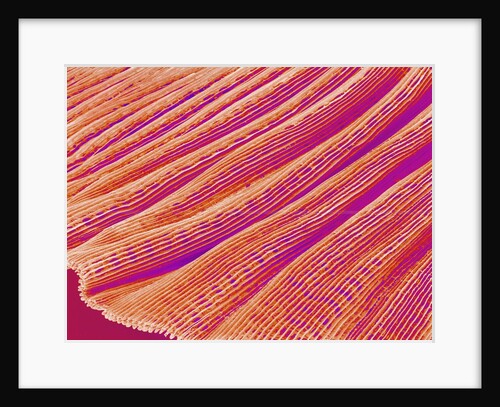 Gill of a Freshwater Clam by Anonymous