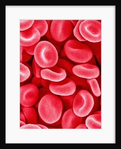 Human Red Blood Cells by Anonymous