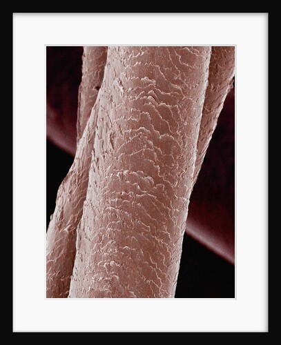 Human Hair by Anonymous