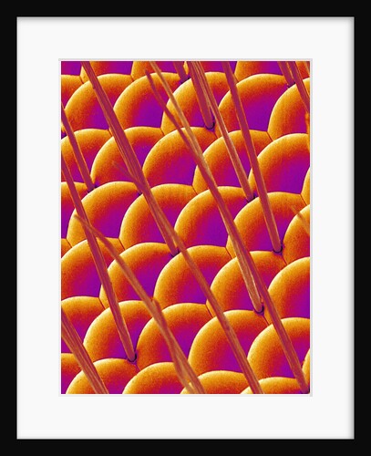 Compound Eye of a Flower Fly by Anonymous