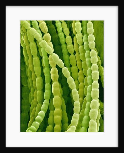 Hairs on Petal of a Periwinkle by Anonymous