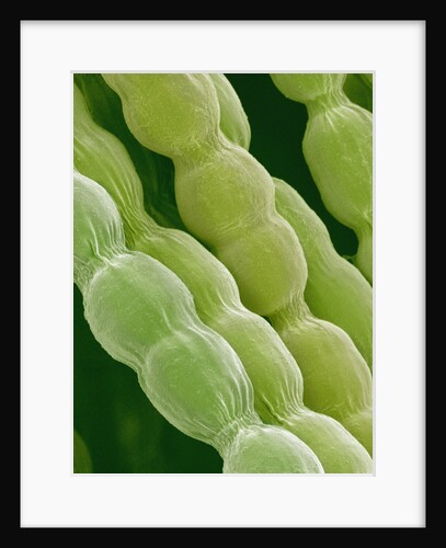 Hairs on Petal of a Periwinkle by Anonymous