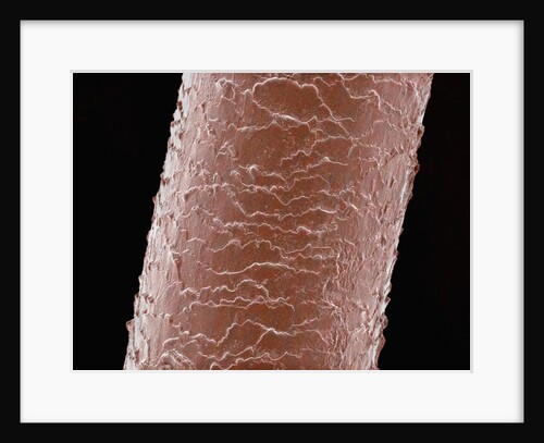 Human Hair by Anonymous