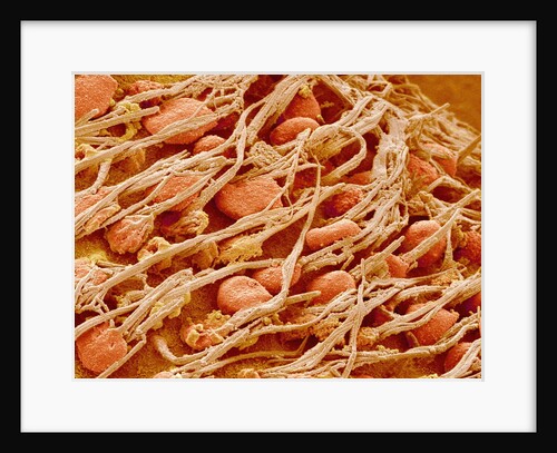 Cilia of the Inner Ear of a Rabbit by Anonymous