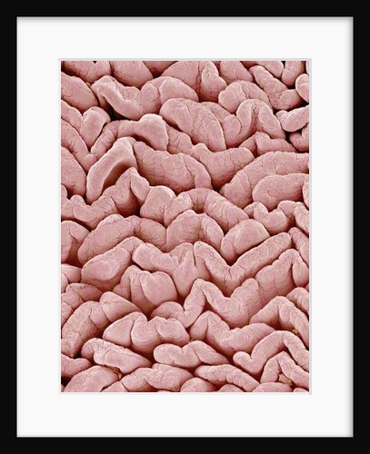 Duodenum Villi from a Rat by Anonymous