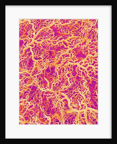 Blood Vessel Cast of Connective Tissue of a Rat by Anonymous