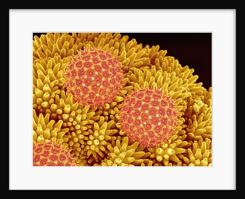 Pollen on Morning Glory Pistil by Anonymous