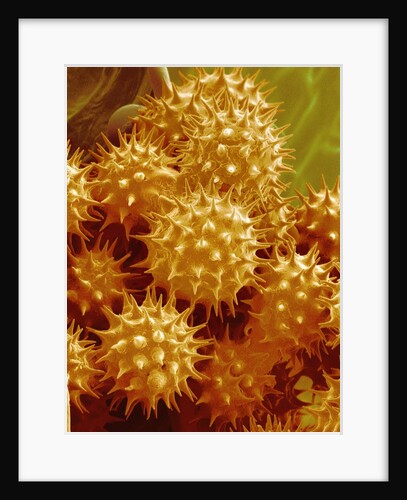 Sunflower Pollen by Anonymous