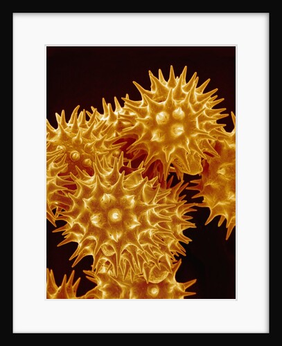 Sunflower Pollen by Anonymous