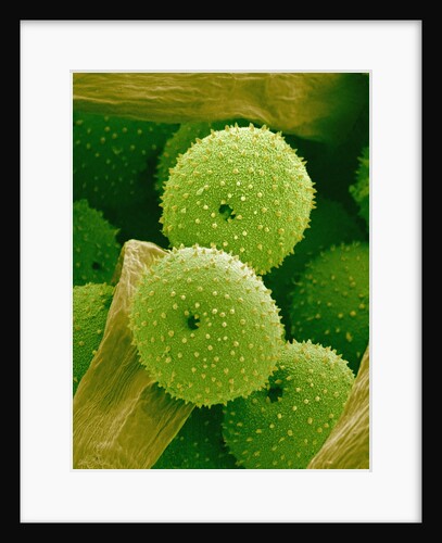 Lady Bell Plant Pollen by Anonymous