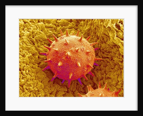 Rose of Sharon Pollen by Anonymous