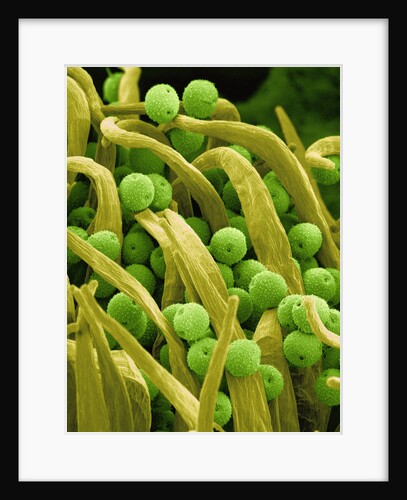 Lady Bell Plant Pollen by Anonymous